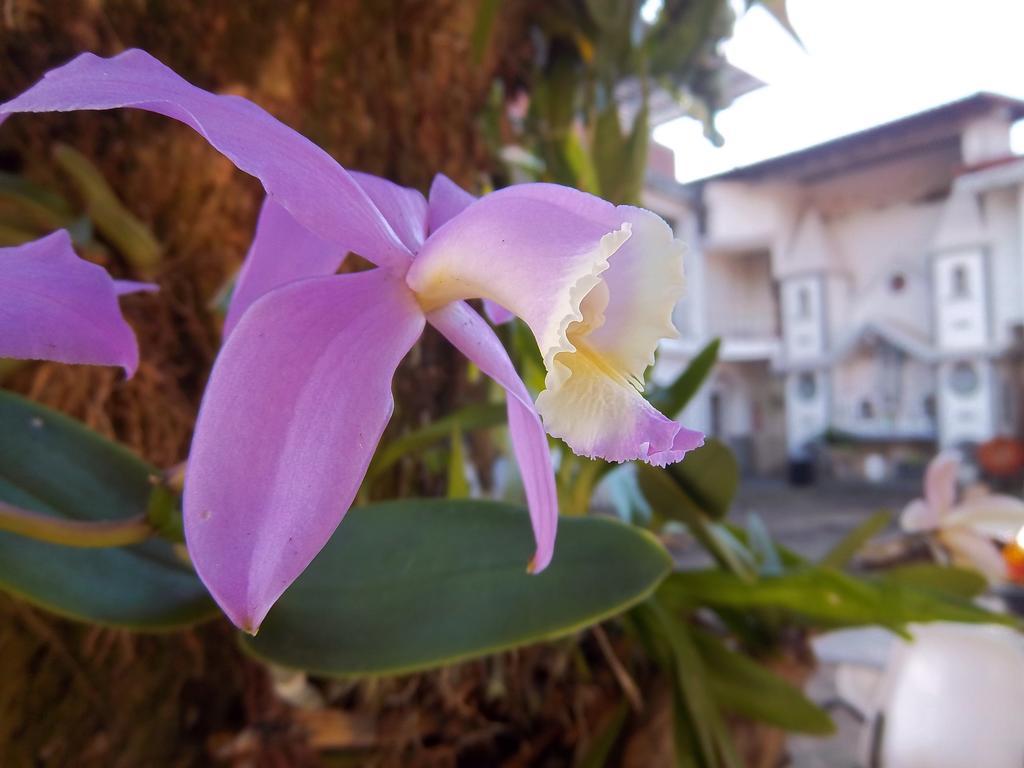 Pousada Do Mendonca Juiz de Fora Ngoại thất bức ảnh